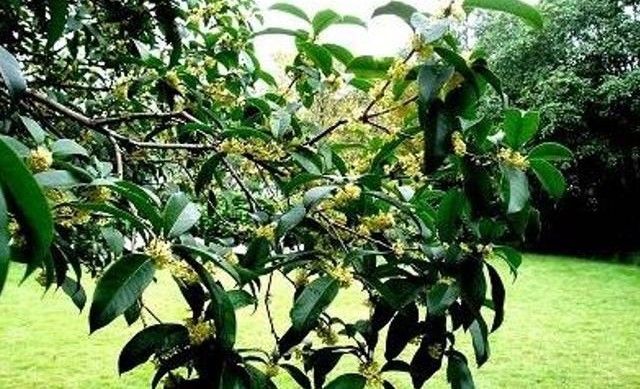 长沙左家塘（下）：桂花香飘狮子山