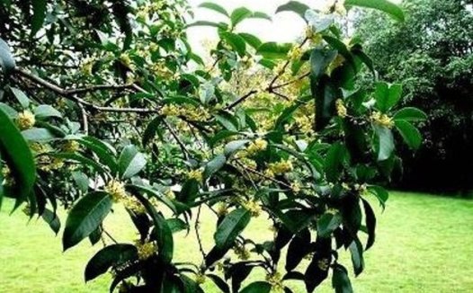 长沙左家塘（下）：桂花香飘狮子山